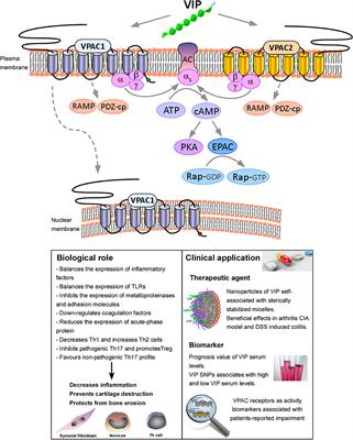 An Overview of VPAC Receptors in Rheumatoid Arthritis: Biological Role and Clinical Significance